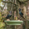 Splash & Feed Bird Bath