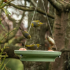 Splash & Feed Bird Bath