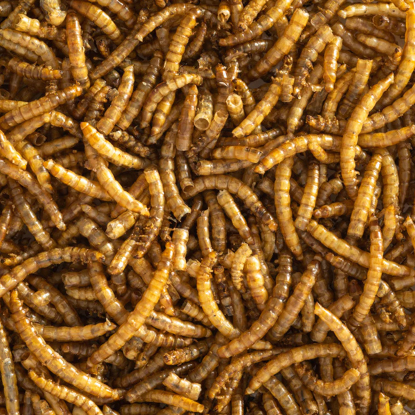 Cluckers Dried Mealworms 