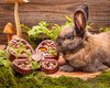 Small Animal Treat - Butterfly Feeder 
