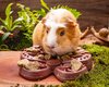 Small Animal Treat - Butterfly Feeder 