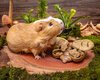 Small Animal Treat - Bee Feeder