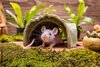 Small Animal Treat - Log Hideout