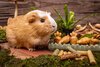 Small Animal Treat - Mini Sticks 12pcs