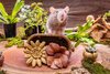 Small Animal Treat - Flower Basket 3pcs