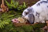 Small Animal Treat - Flower Basket 3pcs