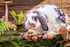 Small Animal Treat - Strawberries 3pcs