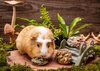 Small Animal Treat - Cookies Large 2pcs