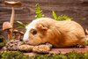 Small Animal Treat - Cookies Large 2pcs