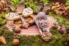 Small Animal Treat - Cookies Large 2pcs