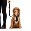 Zero Shock Leash