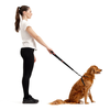 Zero Shock Leash