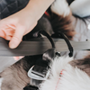 EzyDog Drive Harness