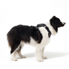 EzyDog Drive Harness
