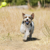 ChuckIt! Small Ultra Squeaker Ball - 2pk