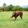 ChuckIt! Medium Ultra Squeaker Ball - 2pk