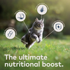 Lamb Air-Dried Cat Food