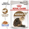 Ageing 12+ Cat Jelly