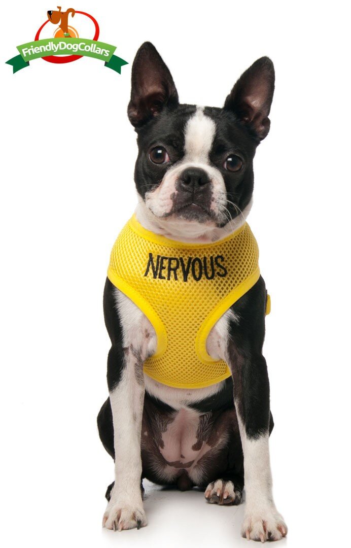 yellow nervous dog harness