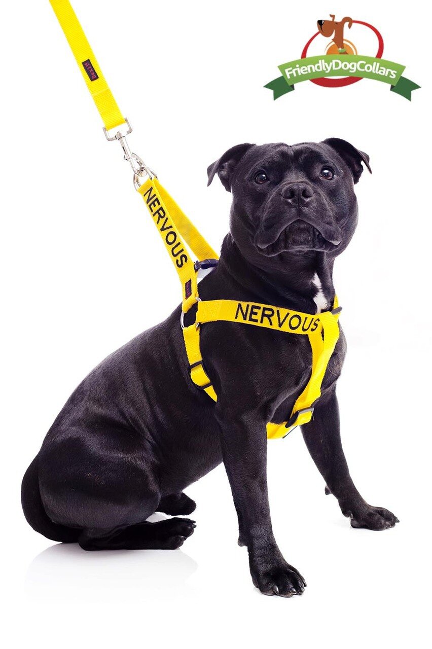 yellow nervous dog harness