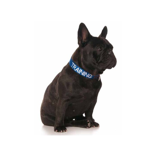 Training Dog Clip Collar