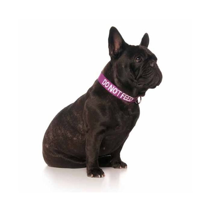 Do Not Feed Dog Clip Collar