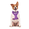 Do Not Feed Dog Vest Harness