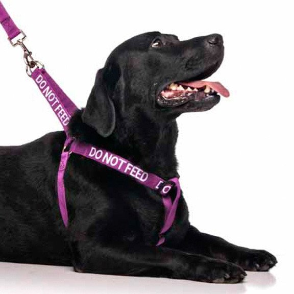 Do Not Feed Dog Strap Harness DogCollars, Leads & Harnesses