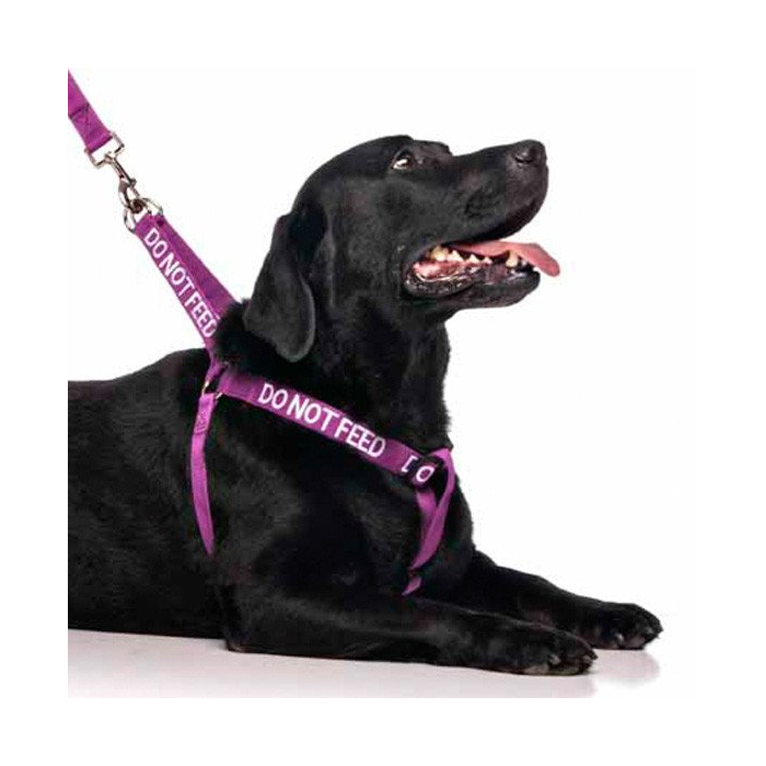 Do Not Feed Dog Strap Harness