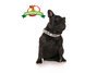Deaf Dog Clip Collar