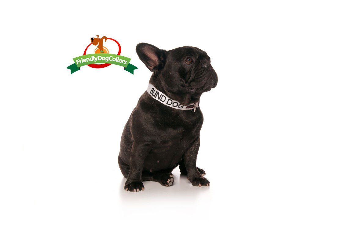 im blind dog harness