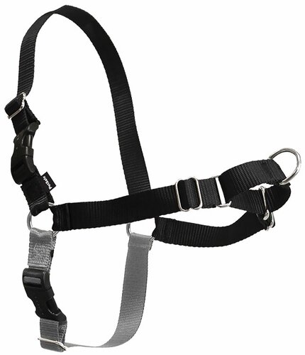 leash leader