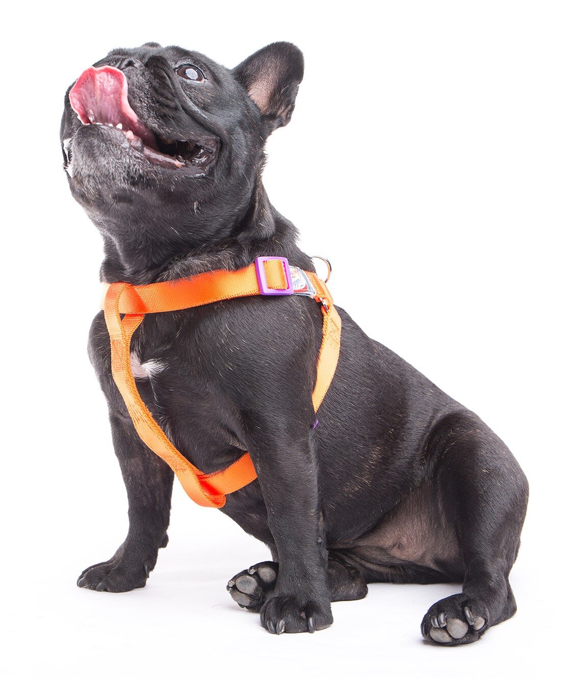 touchdog harness