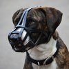 Rogue Royalty -  Leather Basket Muzzle