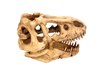 Dinosaur Skull