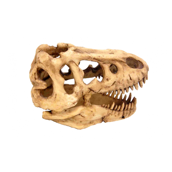 Dinosaur Skull