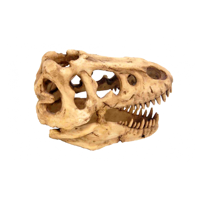 Dinosaur Skull