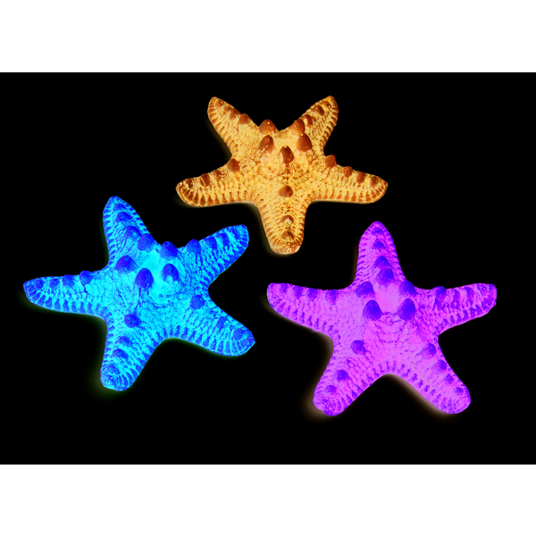 Starfish- Large