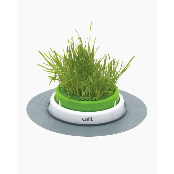 Senses Grass Garden Kit