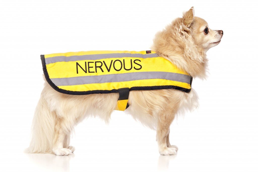 yellow nervous dog harness