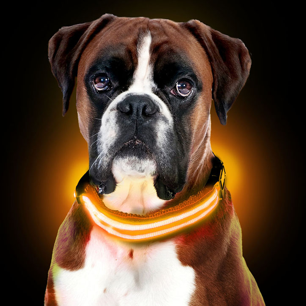 USB Rechargeable LED Dog Collar - Orange