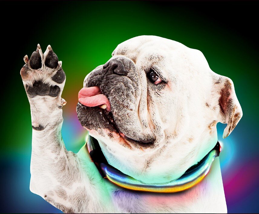 Disco sales dog collar