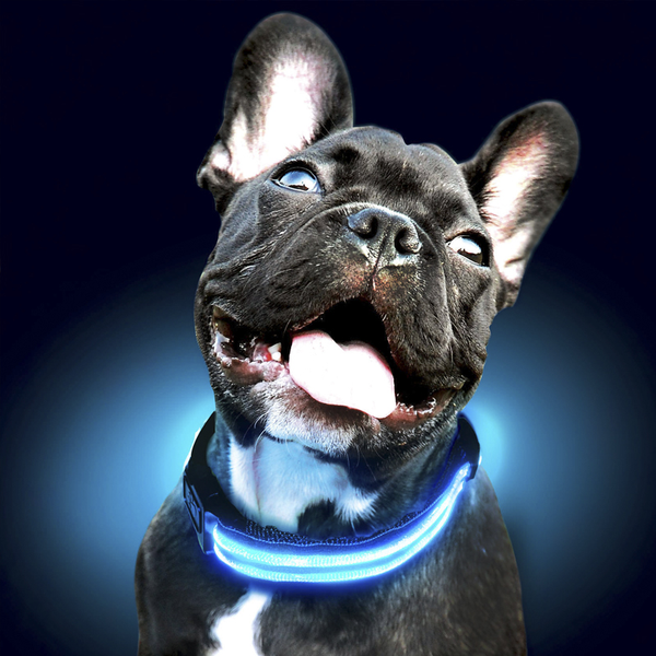 USB Rechargeable LED Dog Collar - Blue