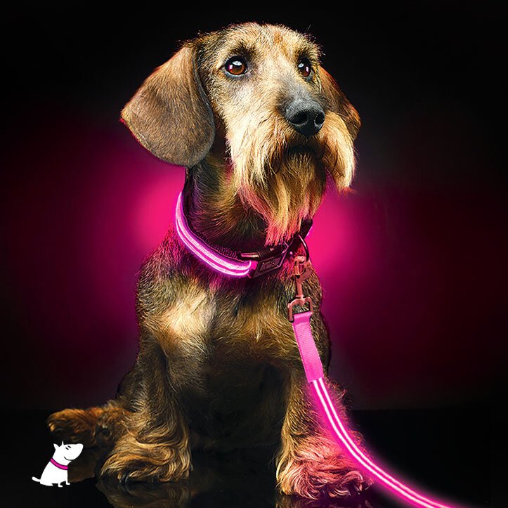 led dog lead